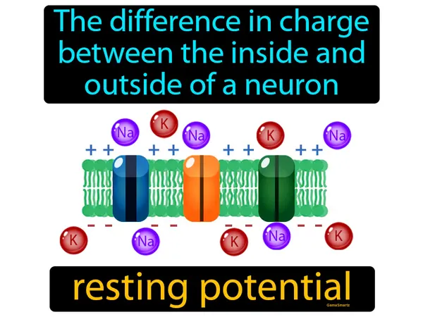 the difference in charge between the inside and outside of a neuron