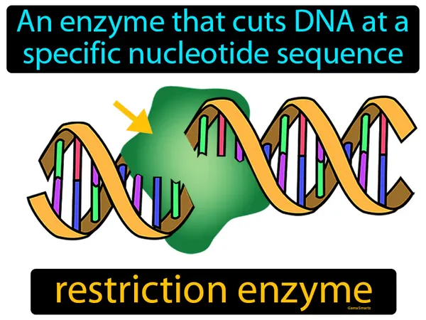 an enzyme that cuts DNA at a specific nucleotide sequence