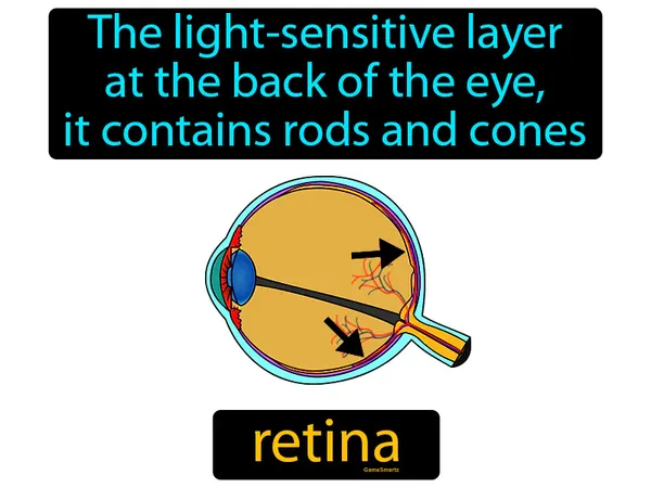 the light-sensitive layer at the back of the eye, it contains rods and cones