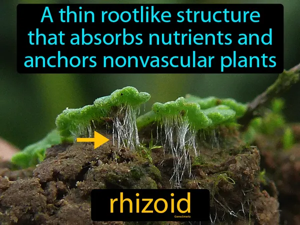 a thin rootlike structure that absorbs nutrients and anchors nonvascular plants