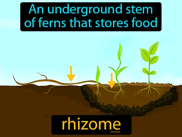 an underground stem of ferns that stores food