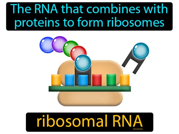 the RNA that combines with proteins to form ribosomes