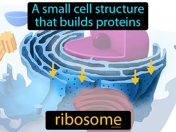 a small cell structure that builds proteins