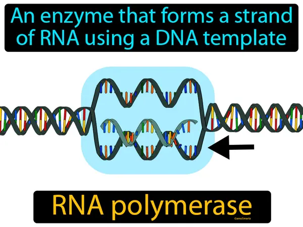 an enzyme that forms a strand of RNA using a DNA template