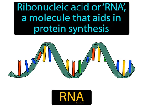 ribonucleic acid or RNA, a molecule that aids in protein synthesis