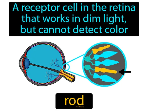 a receptor cell in the retina that works in dim light, but cannot detect color