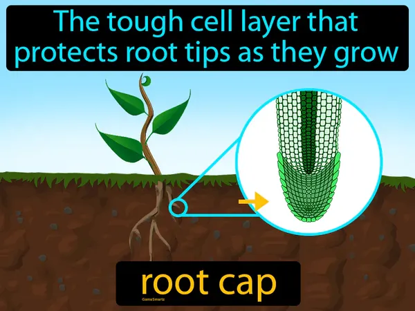 the tough cell layer that protects root tips as they grow