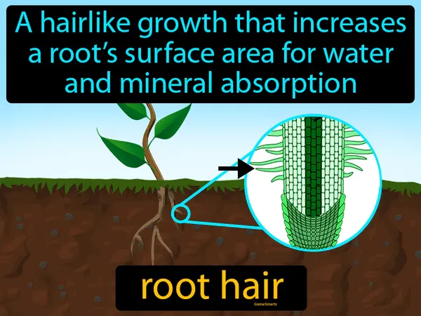 a hairlike growth that increases a root’s surface area for water and mineral absorption