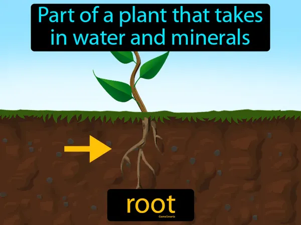 the mainly underground part of a plant that absorbs water and minerals
