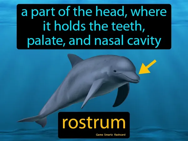 A part of the head, where it holds the teeth, palate, and nasal cavity