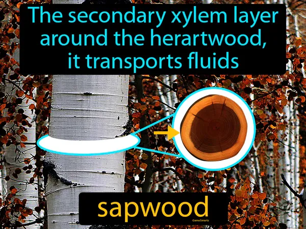 the secondary xylem layer around the herartwood, it transports fluids