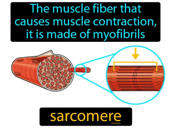the muscle fiber that causes muscle contraction, it is made of myofibrils