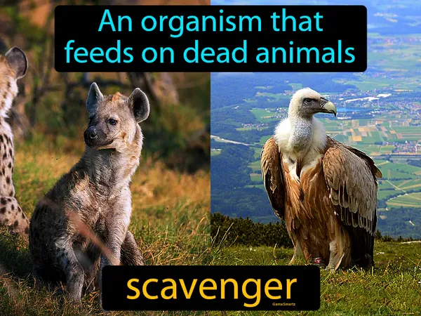 an organism that feeds on animals that are already dead
