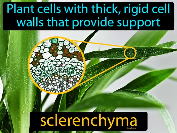 plant cells with thick, rigid cell walls that provide support
