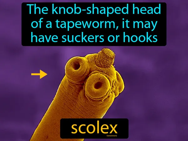 the knob-shaped head of a tapeworm, it may have suckers or hooks