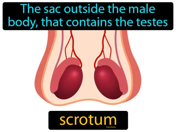 the sac outside the male body, that contains the testes