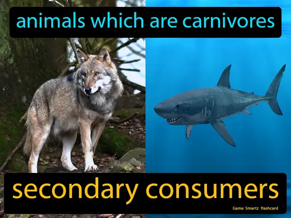 Animals which are carnivores