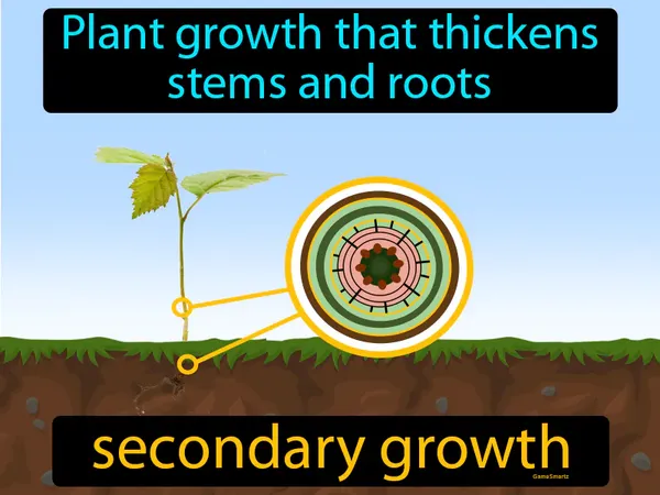 plant growth that thickens stems and roots