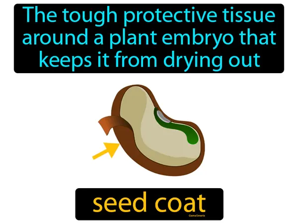 the tough protective tissue around a plant embryo that keeps it from drying out