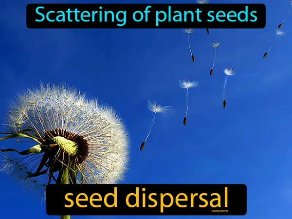 the scattering of plant seeds