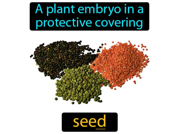 a plant embryo in a protective covering