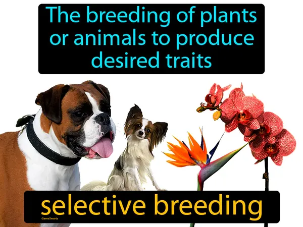 the breeding of plants or animals to produce desired traits
