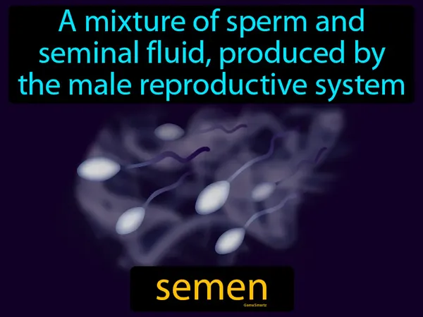 a mixture of sperm and seminal fluid, produced by the male reproductive system