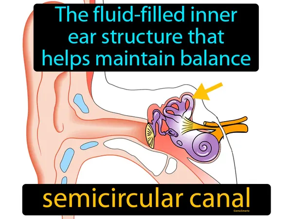 the fluid-filled inner ear structure that helps maintain balance
