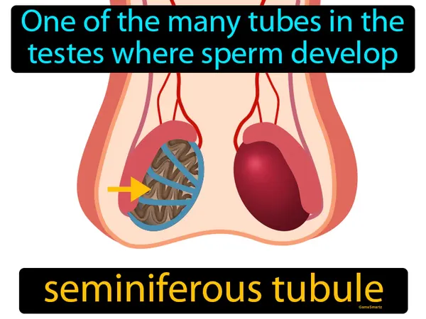 one of the many tubes in the testes where sperm develop