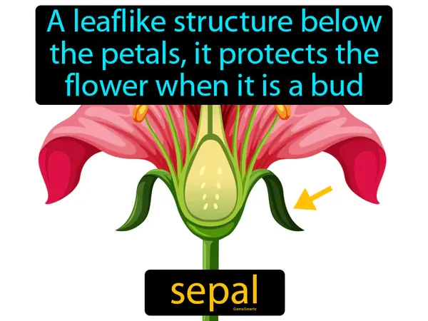 a leaf like structure below the petals, it protects the flower when it is a bud