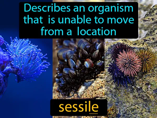 Describes an organism that is unable to move from a location