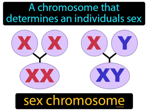 a chromosome that determines an individuals sex