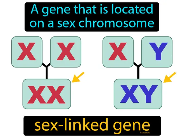 a gene that is located on a sex chromosome