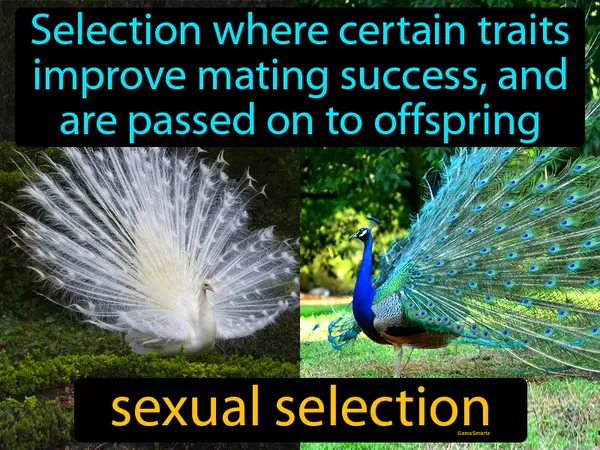 selection where certain traits improve mating success, and are passed on to offspring