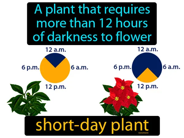 a plant that requires more than 12 hours of darkness to flower