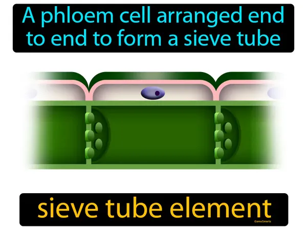 a phloem cell arranged end to end to form a sieve tube