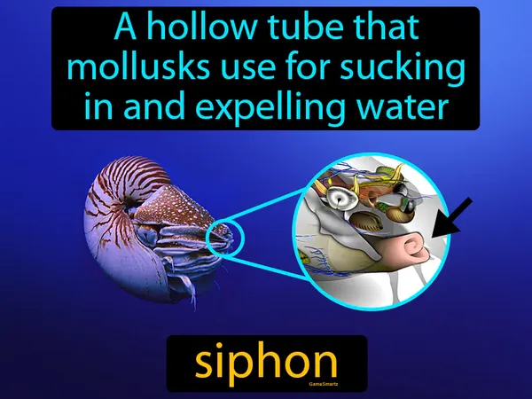 a hollow tube that mollusks use for sucking in and expelling water