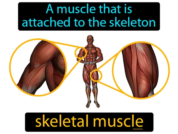 a muscle that is attached to the skeleton