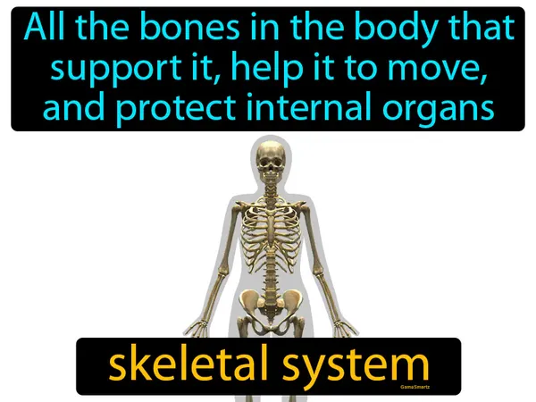 all the bones in the body that support it, help it to move, and protect internal organs