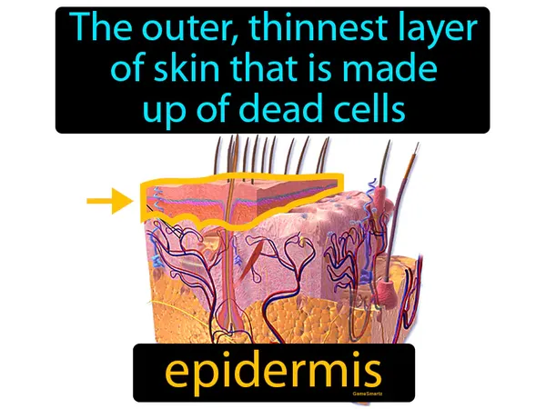 the outer, thinnest layer of skin that is made up of dead cells