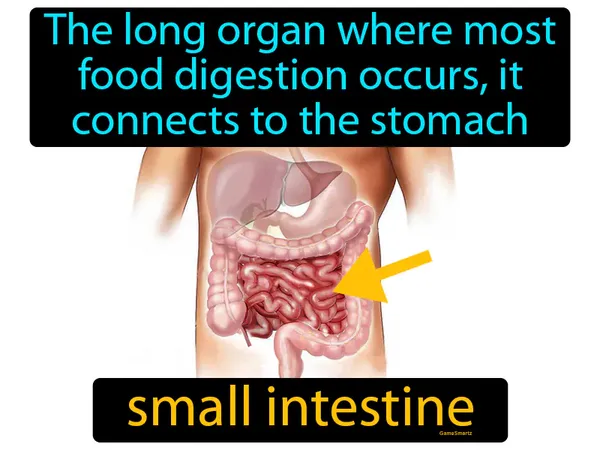 the long organ where most food digestion occurs, it connects to the stomach