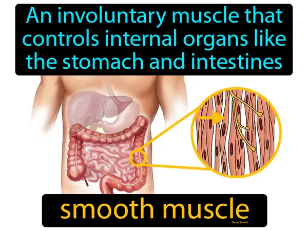 an involuntary muscle that controls internal organs like the stomach and intestines
