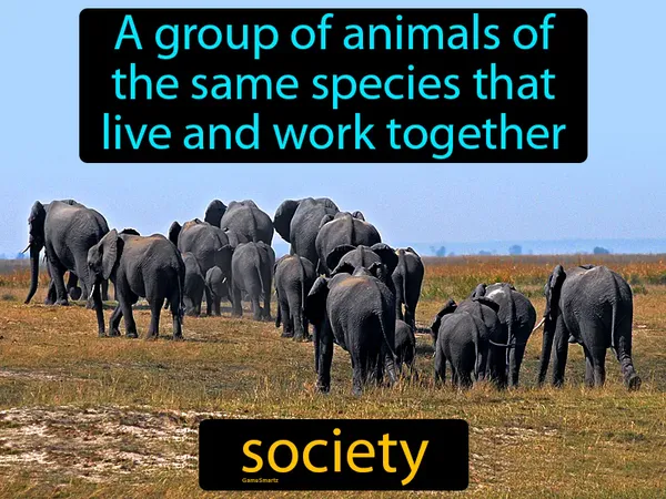 a group of animals of the same species that live and work together