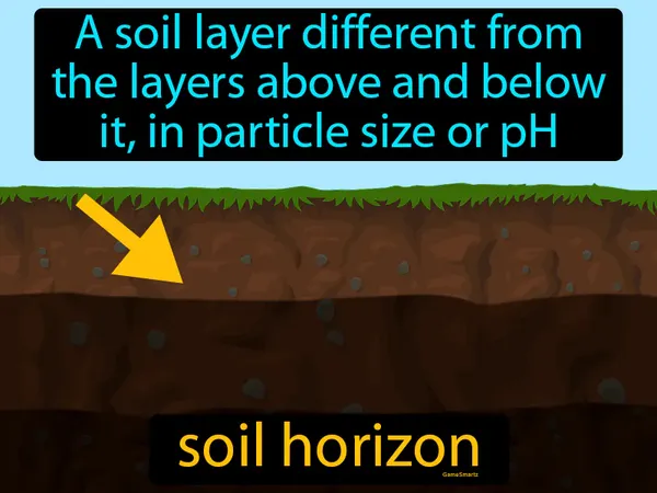 a soil layer different from the layers above and below it, in particle size or pH