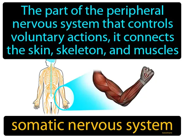 the part of the peripheral nervous system that controls voluntary actions, it connects the skin, skeleton, and muscles