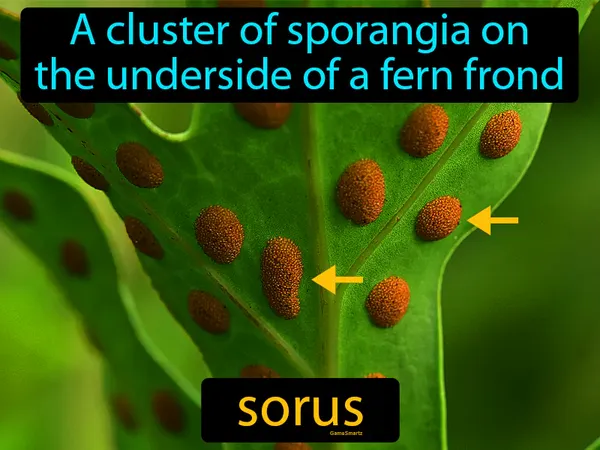a cluster of sporangia on the underside of a fern frond