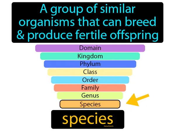 a group of similar organisms that can breed and produce fertile offspring