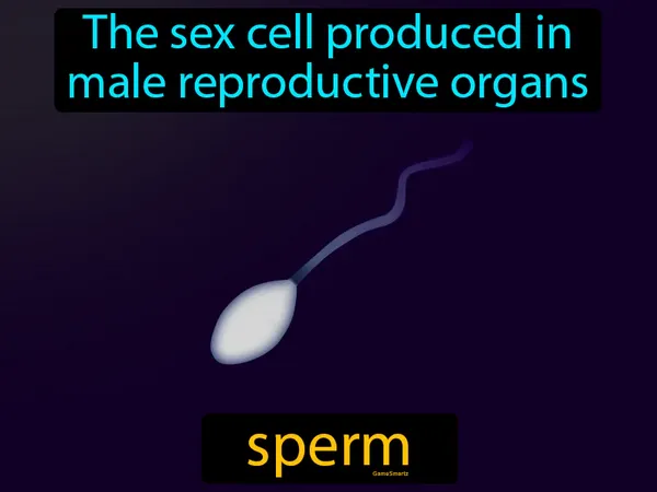 the sex cell produced in male reproductive organs