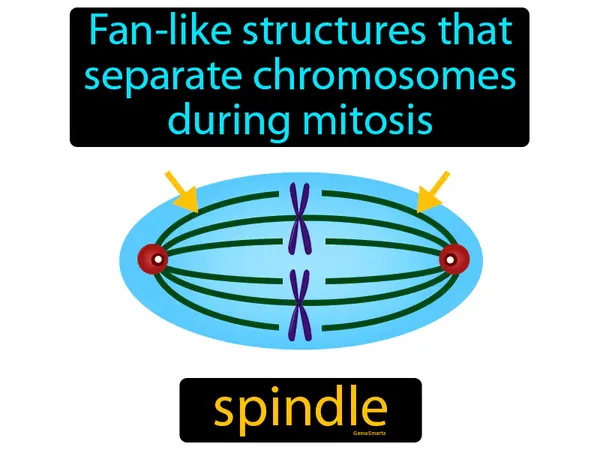 fan-like structures that separate chromosomes during mitosis