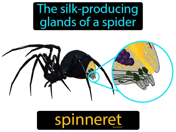 the silk-producing glands of a spider